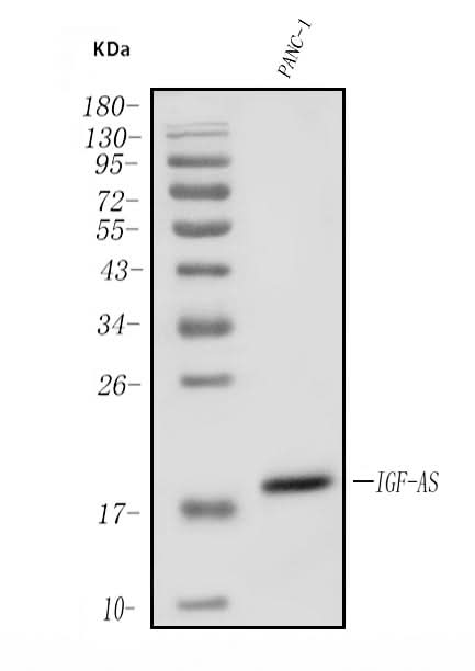 Anti-IGF2-AS Antibody Picoband® Boster Bio