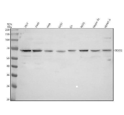 Anti-DDX52 Antibody Picoband® Boster Bio