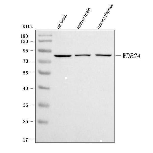 Anti-WDR24 Antibody Picoband® Boster Bio