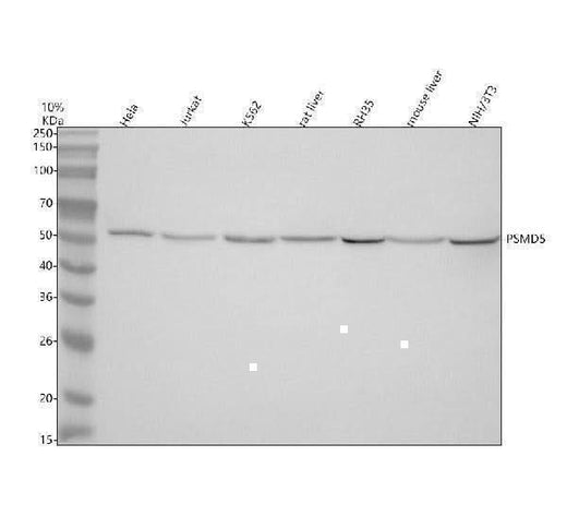 Anti-PSMD5 Antibody Picoband® Boster Bio