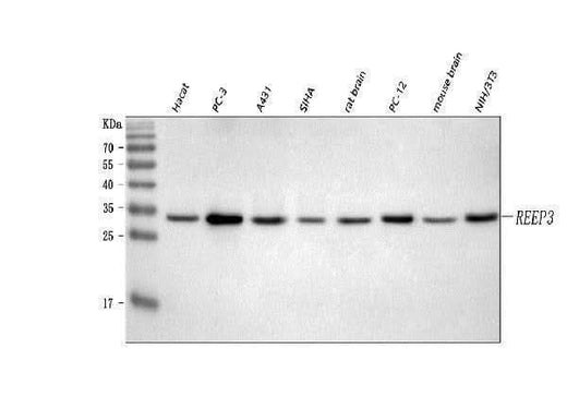 Anti-REEP3 Antibody Picoband® Boster Bio