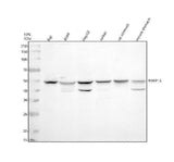 Anti-PARP15 Antibody Picoband® Boster Bio