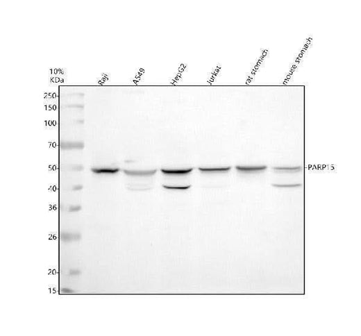 Anti-PARP15 Antibody Picoband® Boster Bio