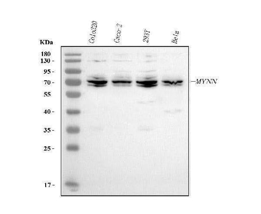 Anti-MYNN Antibody Picoband® Boster Bio