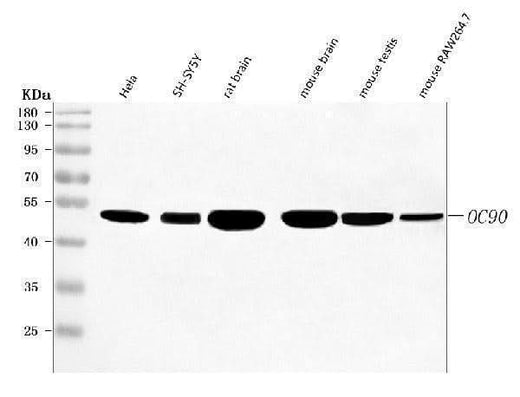 Anti-OC90 Antibody Picoband® Boster Bio