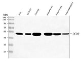 Anti-OC90 Antibody Picoband® Boster Bio