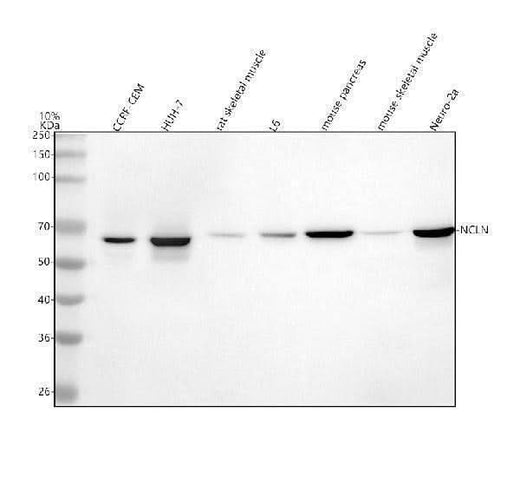 Anti-NCLN Antibody Picoband® Boster Bio