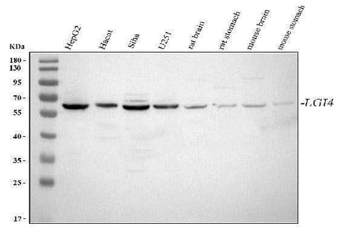 Anti-LGI4 Antibody Picoband® Boster Bio