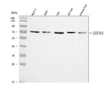 Anti-SRPRA Antibody Picoband® Boster Bio