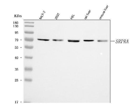 Anti-SRPRA Antibody Picoband® Boster Bio