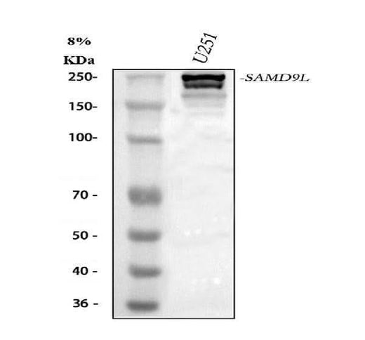 Anti-SAMD9L Antibody Picoband® Boster Bio