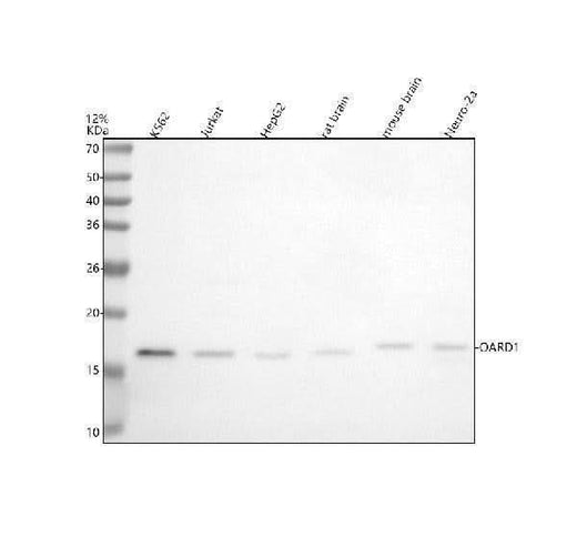Anti-C6orf130/OARD1 Antibody Picoband® Boster Bio