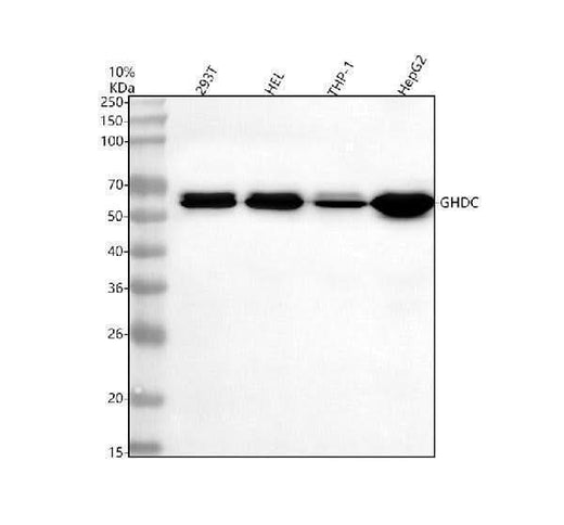 Anti-GHDC Antibody Picoband® Boster Bio
