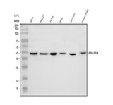 Anti-DNAJB14 Antibody Picoband® Boster Bio