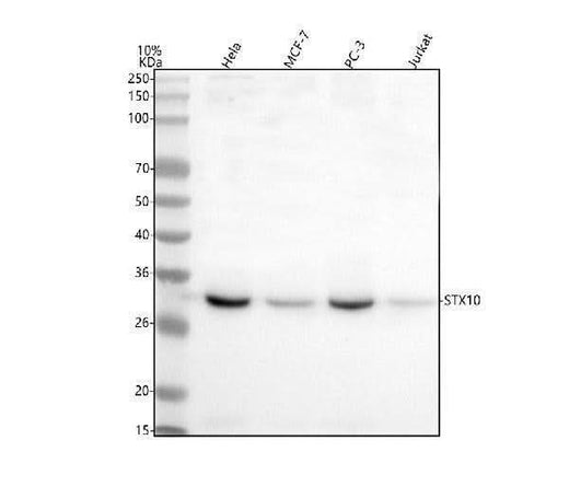 Anti-Syntaxin 10/STX10 Antibody Picoband® Boster Bio