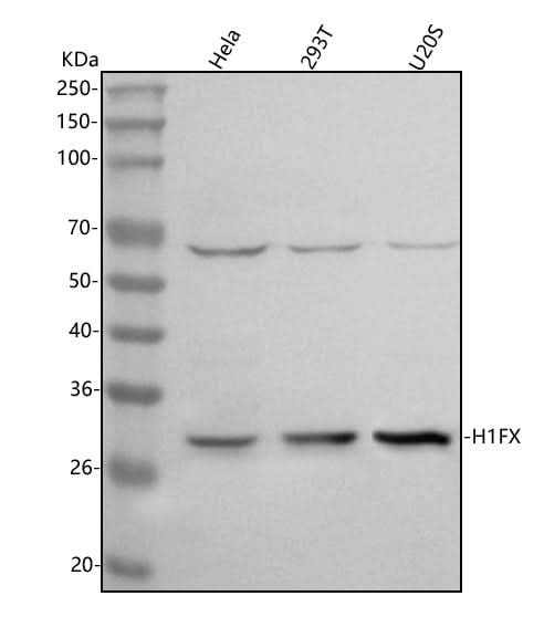 Anti-H1-10 Antibody Picoband® Boster Bio