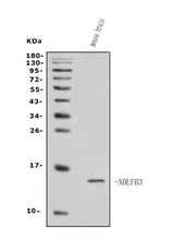 Anti-NDUFB3 Antibody Picoband® Boster Bio