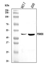 Anti-PSMD8 Antibody Picoband® Boster Bio