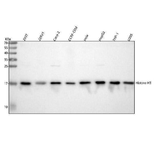 Anti-Histone H3 HIST1H3A/B/C/D/E/F/G/H/I/J Antibody Picoband® Boster Bio