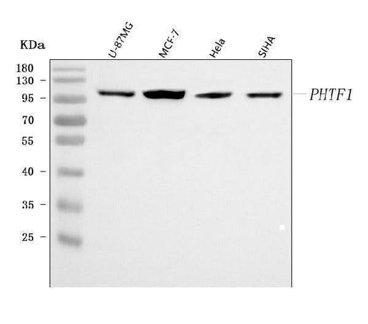 Anti-PHTF1 Antibody Picoband® Boster Bio