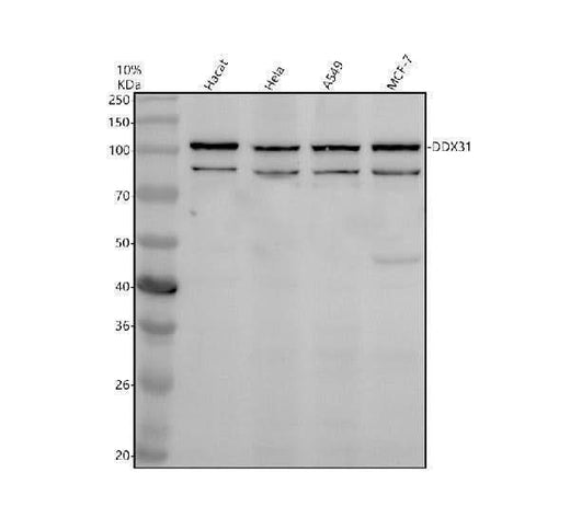 Anti-DDX31 Antibody Picoband® Boster Bio