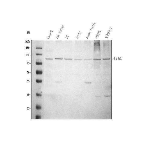 Anti-L1TD1 Antibody Picoband® Boster Bio
