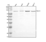Anti-NOL11 Antibody Picoband® Boster Bio