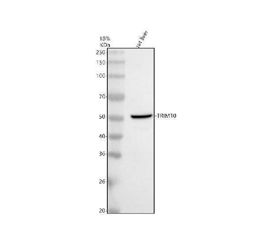 Anti-TRIM10 Antibody Picoband® Boster Bio
