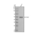 Anti-DENND2D Antibody Picoband® Boster Bio