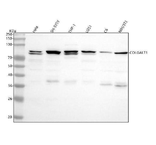 Anti-GLT25D1/COLGALT1 Antibody Picoband® Boster Bio