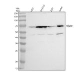 Anti-POU6F1 Antibody Picoband® Boster Bio
