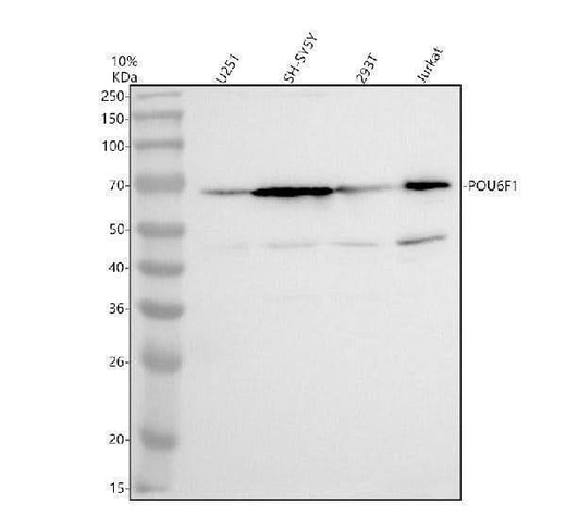 Anti-POU6F1 Antibody Picoband® Boster Bio