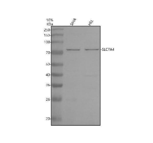 Anti-SLC7A4 Antibody Picoband® Boster Bio