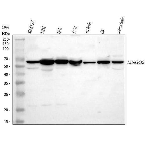 Anti-LINGO2 Antibody Picoband® Boster Bio