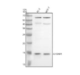 Anti-CHCHD1 Antibody Picoband® Boster Bio