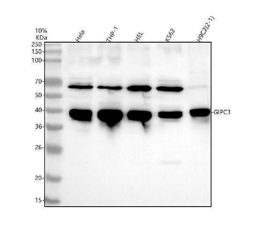 Anti-GIPC3 Antibody Picoband® Boster Bio