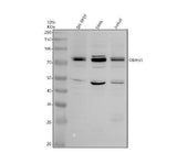 Anti-DDX59 Antibody Picoband® Boster Bio