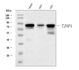 Anti-TJAP1 Antibody Picoband® Boster Bio