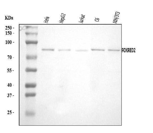 Anti-FOXRED2 Antibody Picoband® Boster Bio