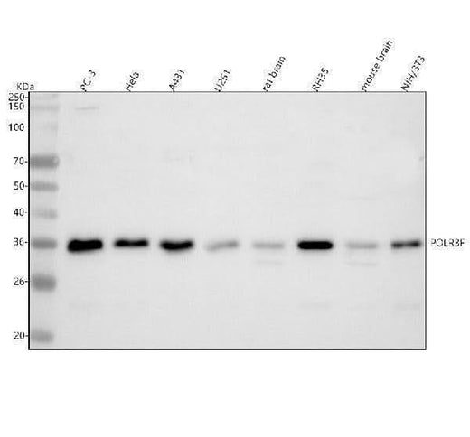 Anti-POLR3F Antibody Picoband® Boster Bio