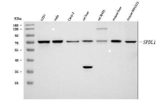 Anti-Spindly/SPDL1 Antibody Picoband® Boster Bio
