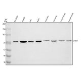 Anti-SRBD1 Antibody Picoband® Boster Bio