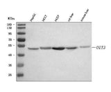 Anti-OIT3 Antibody Picoband® Boster Bio