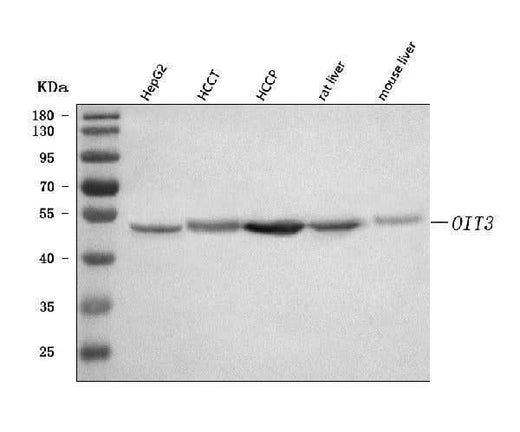 Anti-OIT3 Antibody Picoband® Boster Bio