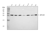 Anti-MRPS18B Antibody Picoband® Boster Bio