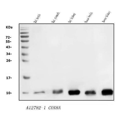 Anti-COX8A Antibody Picoband® Boster Bio