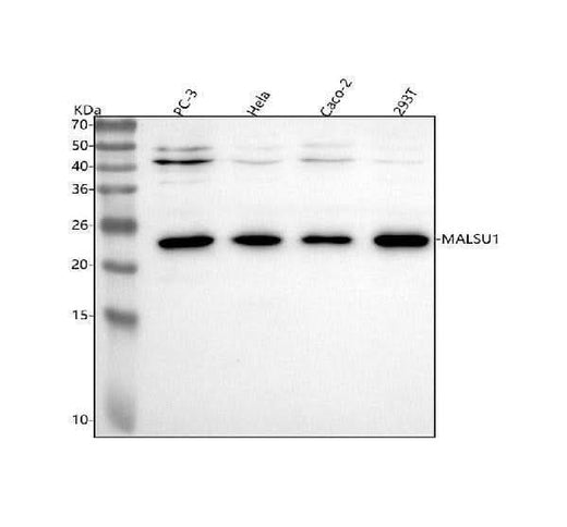 Anti-C7orf30/MALSU1 Antibody Picoband® Boster Bio