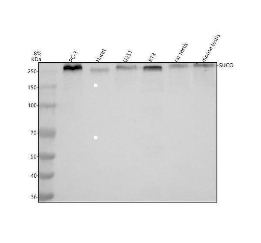 Anti-SUCO Antibody Picoband® Boster Bio