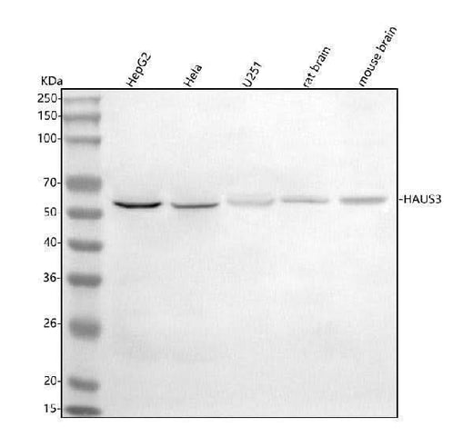 Anti-HAUS3 Antibody Picoband® Boster Bio