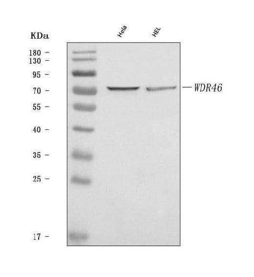 Anti-WDR46 Antibody Picoband® Boster Bio